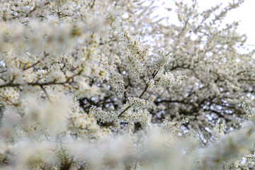 Tree with white blossoms in early spring