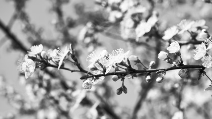 Kwitnące rośliny wiosną © piotrszczepanek