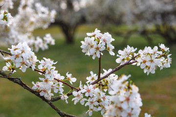 Obraz premium Tree with white blossoms in early spring