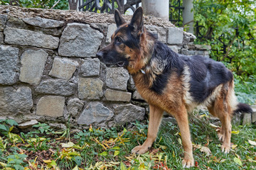 Dog German Shepherd in a city in a day