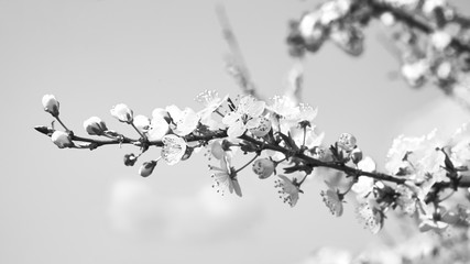 Kwitnące rośliny wiosną © piotrszczepanek