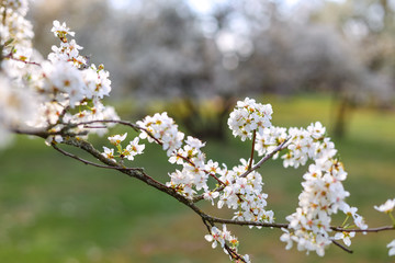Obraz premium Tree with white blossoms in early spring