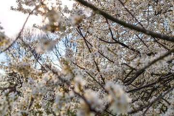 Tree with white blossoms in early spring