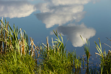 Reeds and water-reflecting clouds.