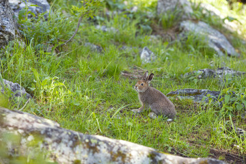 Hare on a background of green grass and stones.