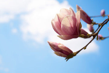 Rozkwitające magnolie