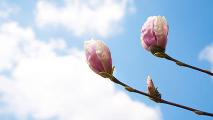 Rozkwitające magnolie © piotrszczepanek