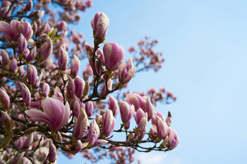 Rozkwitające magnolie - obrazy, fototapety, plakaty