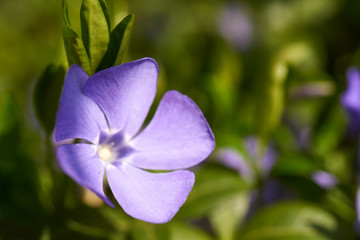 Kwitnące rośliny wiosną © piotrszczepanek