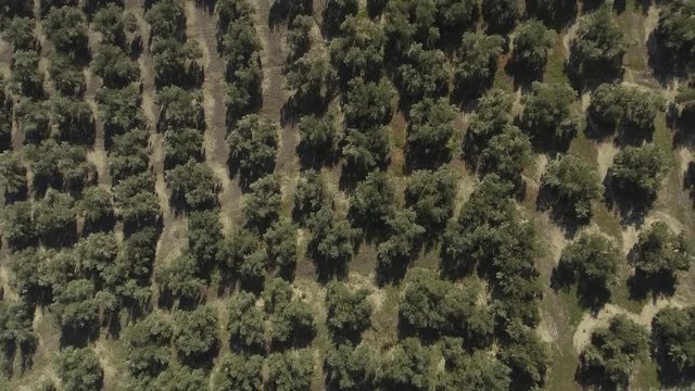 Top down shot flying up over olive trees growing in even rows in olive grove