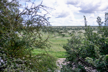Obraz premium Landscape in Manyara National Park