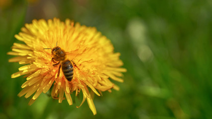 Mniszek lekarski  © piotrszczepanek