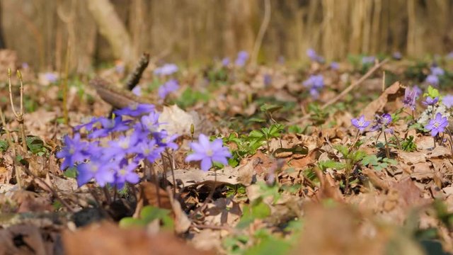 First spring flowers violets changing focus to more.