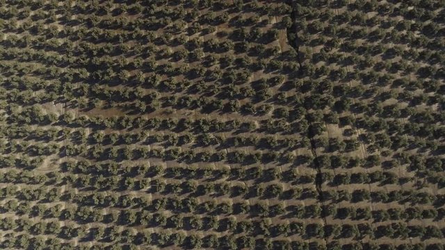 A forward flying top down shot of innumerable amount of regular rows of olive trees in olive grove on a hill with dry ground
