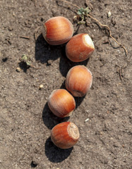 Hazelnuts lie on the ground