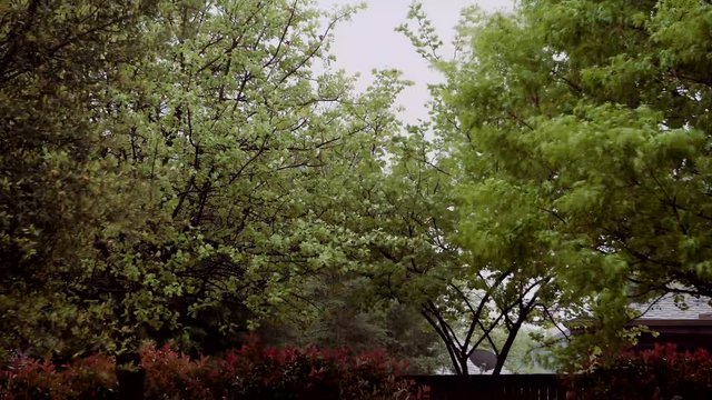 Trees in the back yard.