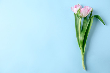 Beautiful tulip on color background