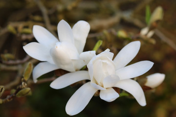 magnolie weiß