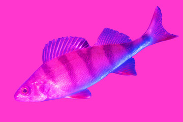 Obraz premium Blue-pink perch fish isolated on pink background