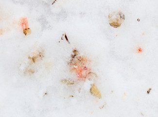 Fish scales on white snow as background