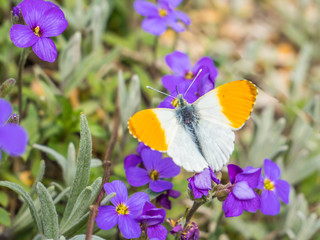 Aurorafalter im Frühling