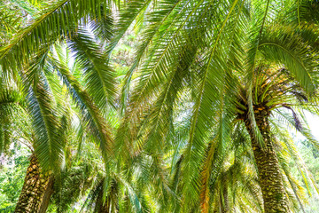 Obraz premium Palm trees in the park. Subtropical climate