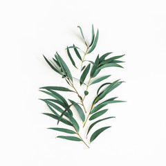 Eucalyptus leaves on white background. Pattern made of eucalyptus branches. Flat lay, top view, square