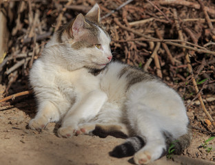 Naklejka na ściany i meble Portrait of a cat basking in the sun