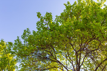 Leaves on apricot branches in spring