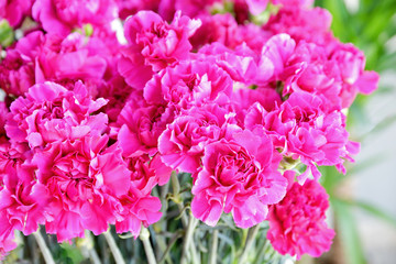 pink  carnation in the garden