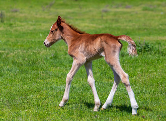 Little foal in the park