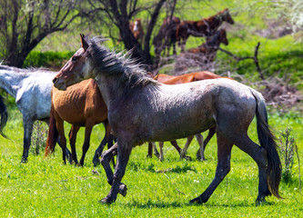 Horses graze on green grass in spring