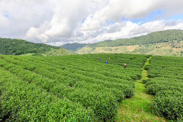 Fototapeta na wymiar agricultural area tea plantation on the mountain and farmer picking leaves green tea at chiang rai Thailand