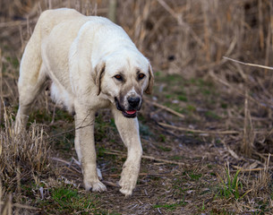 Portrait of a dog on the grass in spring