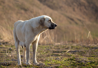 Fototapeta premium Portrait of a dog on the grass in spring