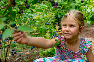 young blonde girl picking blueberries