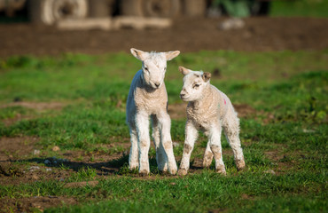 Dalesbred sheep. Lambing time, Yorkshire, England. Twin lambs in a field during Springtime