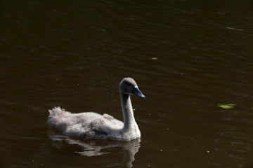 Young swan