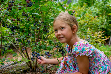 young blonde girl picking blueberries