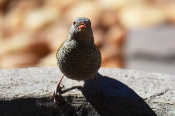 weiblicher Buntastrild (Pytilia melba) in der Kalahari in Namibia