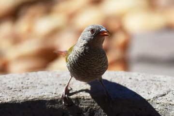 weiblicher Buntastrild (Pytilia melba) in der Kalahari in Namibia