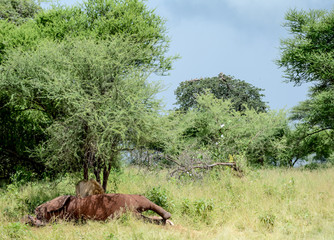 Landscape in Ngorongoro