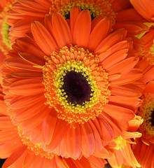 orange flower isolated and background