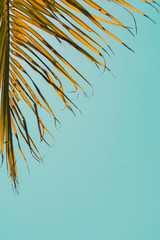 Tropical palm background. Summer template. Beautiful pastel colors. Coconut palm leaves against plain blue sky.