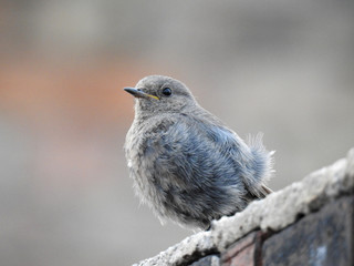 Baby bird waiting on mum. Poland