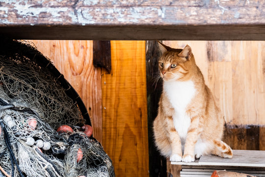 Chat rouquin