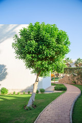 tree and green lawn