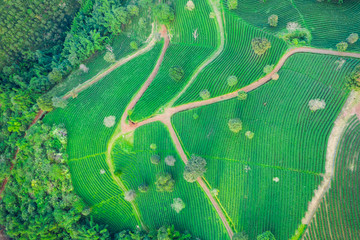 aerial view agricultural area green tea on the mountain at doi chiang rai Thailand