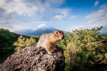 American groundhog, evravka, against the background of the volcanoes Plosky and Ostry Tolbachiki,...