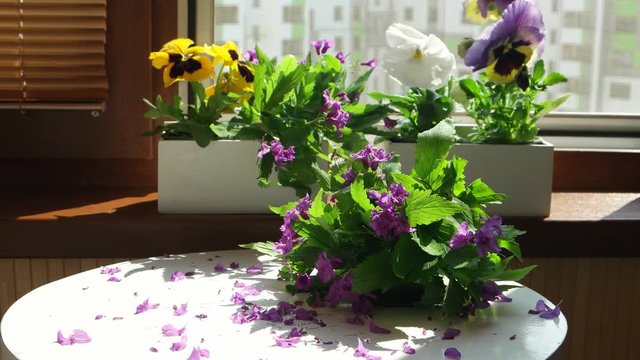 Bouquet of flowers and petals are lying on a white table against the background of blooming pansies placed on  the windowsill of an open loggia window